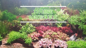 求你们了 别再买水草种子了 学我这样种水草坪吧 矮珍珠水草也可以轻松种好 哔哩哔哩 つロ干杯 Bilibili