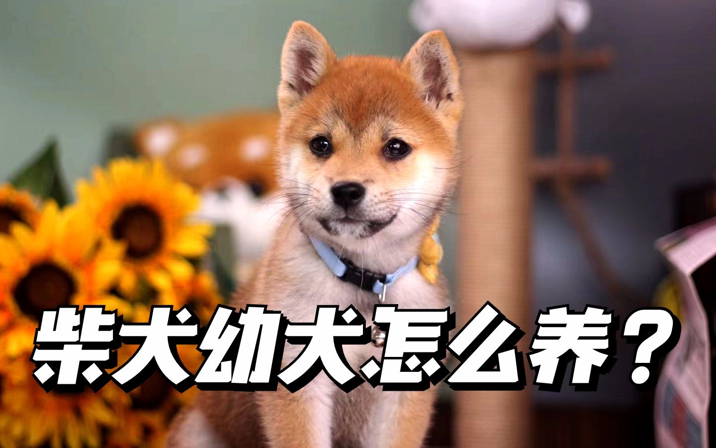 柴犬幼犬怎么养?哔哩哔哩bilibili