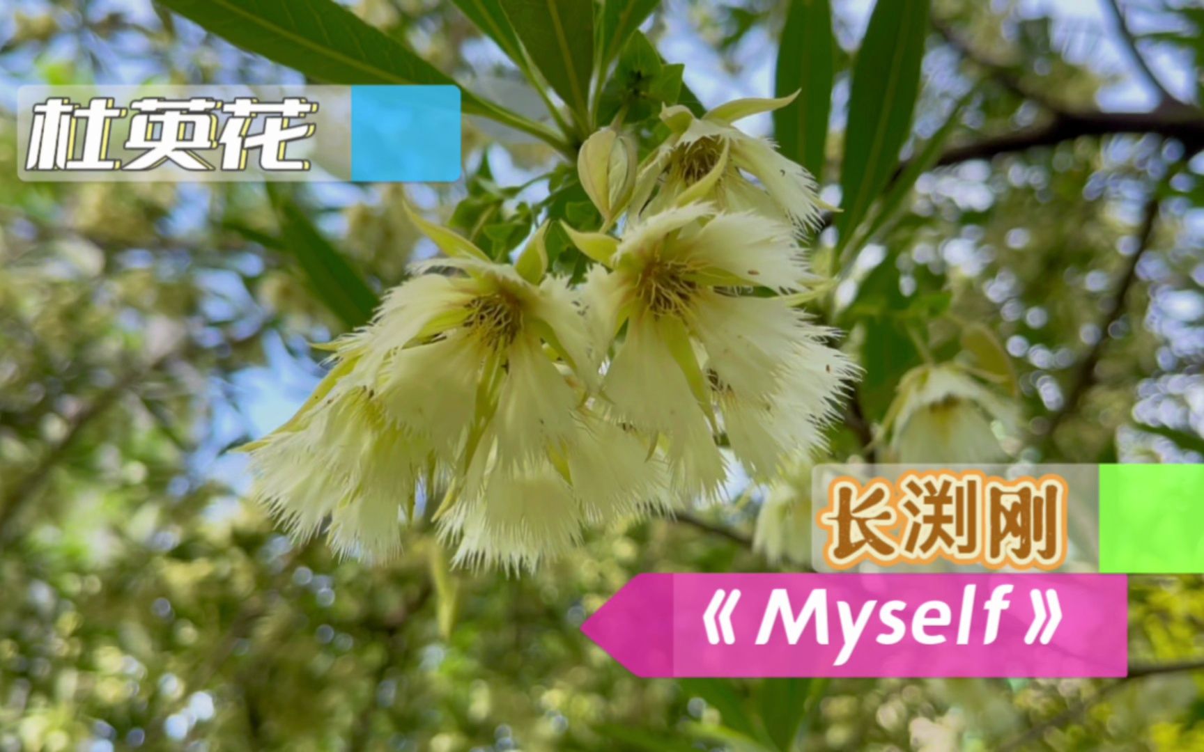 美丽的杜英花形如吊钟芳香迷人,长渕刚《Myself》感人动听哔哩哔哩bilibili