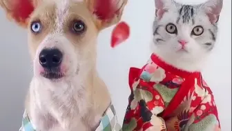 日本品种的狗子当然要穿和服啦 哔哩哔哩 Bilibili