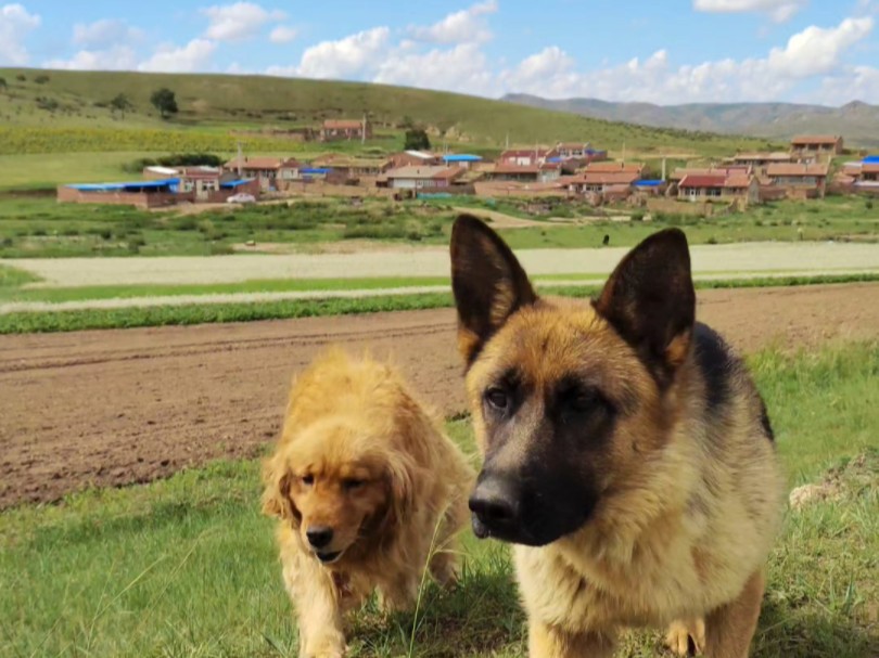 牧羊犬放羊日常之被黑老鸹影响的一天,速速查收惊喜!