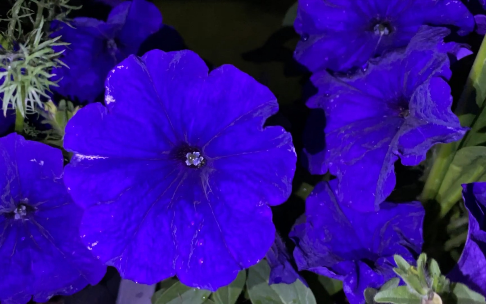 dias植物分享-耐雨淋品种矮牵牛-雨林蓝色