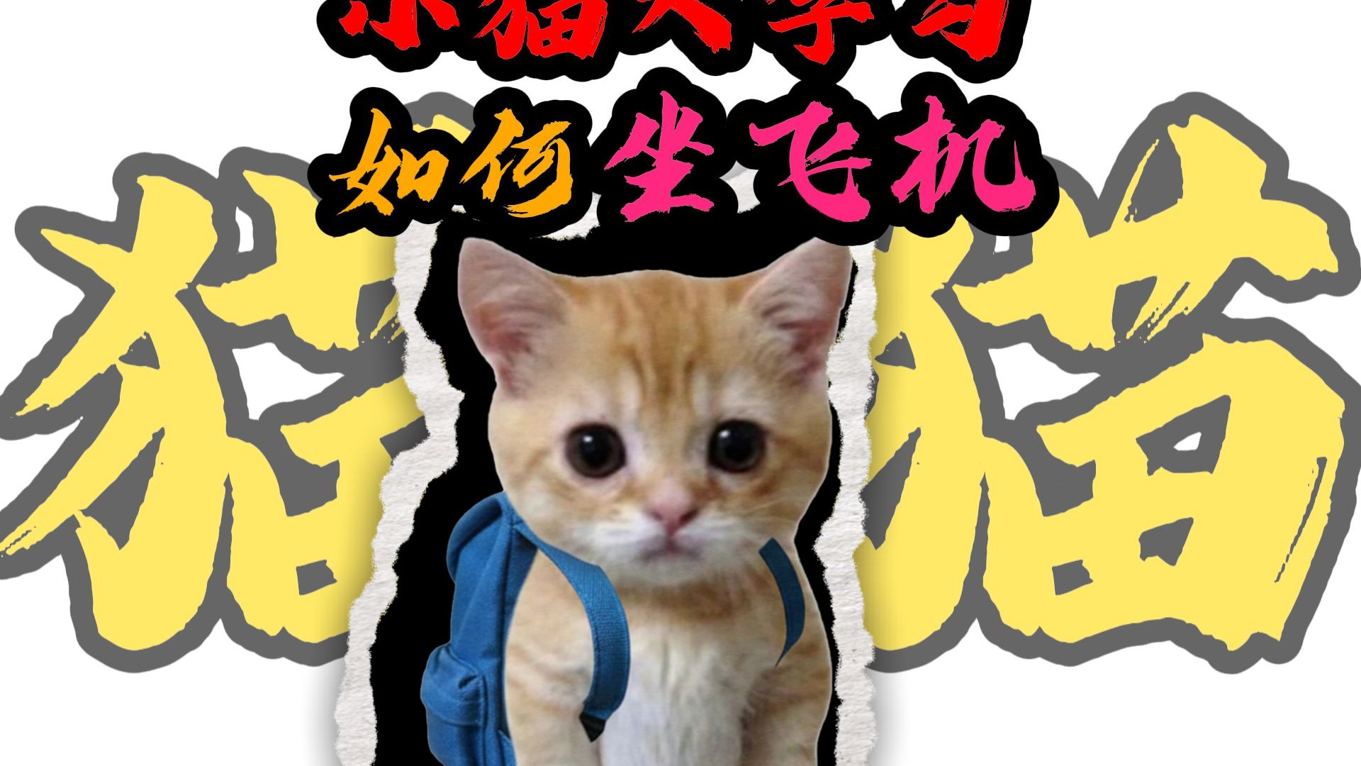 小猫大学习之如何坐飞机