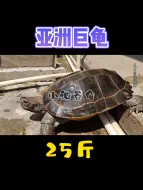 Video herunterladen: 25斤的乌龟，霸气侧漏#乌龟##亚洲巨龟#