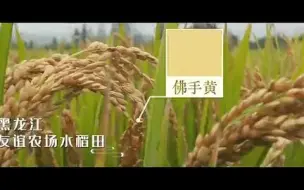 Скачать видео: 短视频：三分钟看完中国现代农业发展