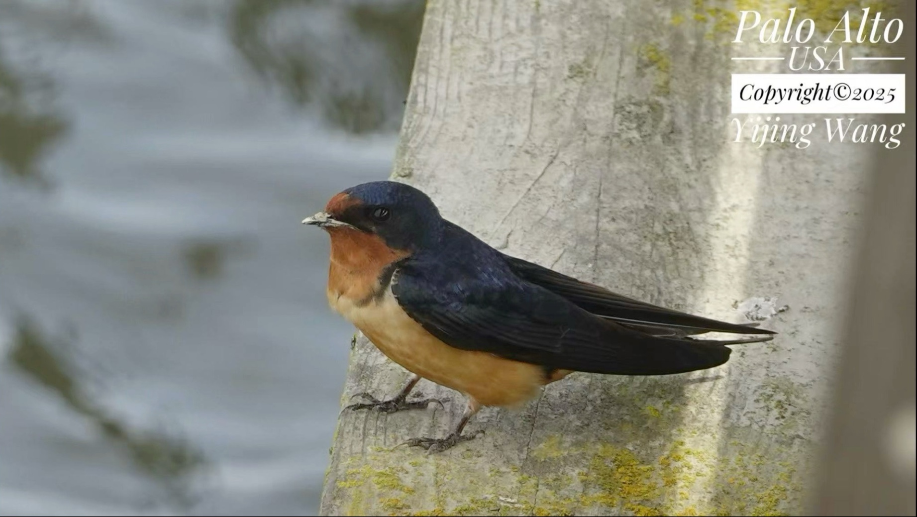 帕洛阿托观鸟,这次我来到海边的码头,发现一群野生家