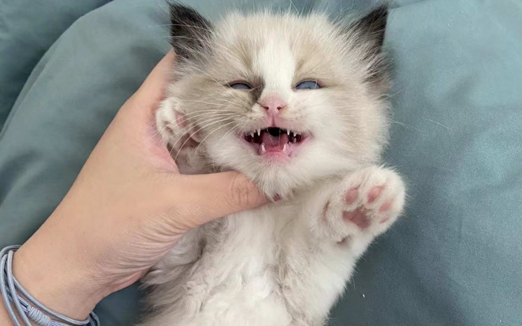 【每天一遍,快乐无边】哇,看看我的小虎牙