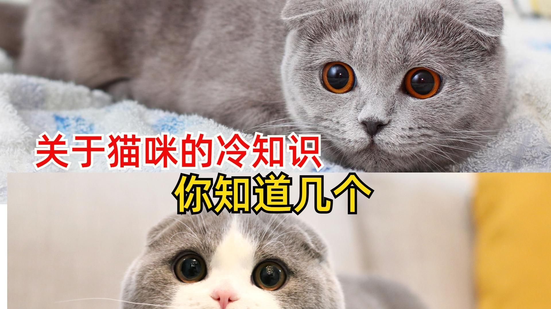 关于猫咪的冷知识,你知道几个?哔哩哔哩bilibili