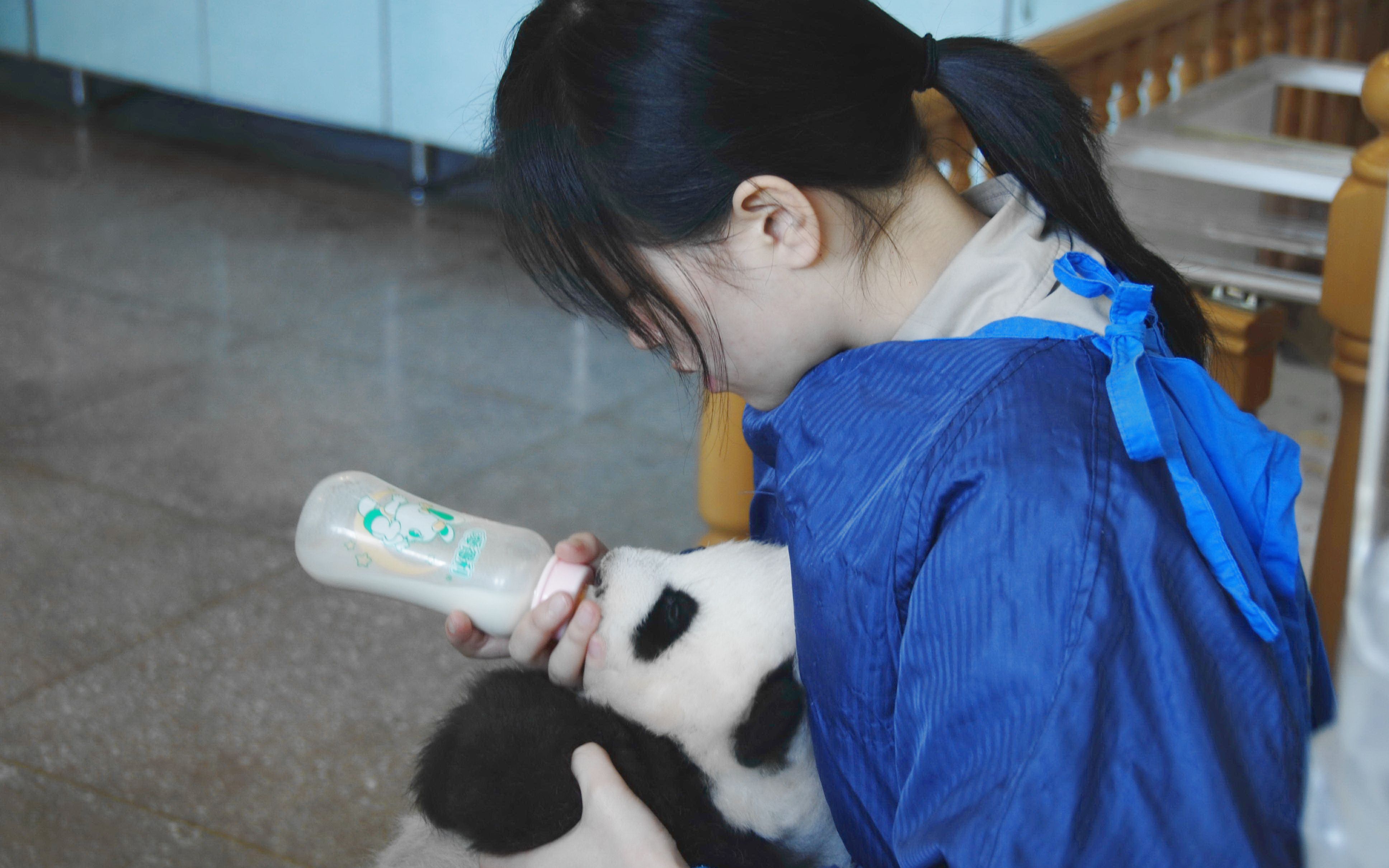 大熊猫幼崽吃奶图片