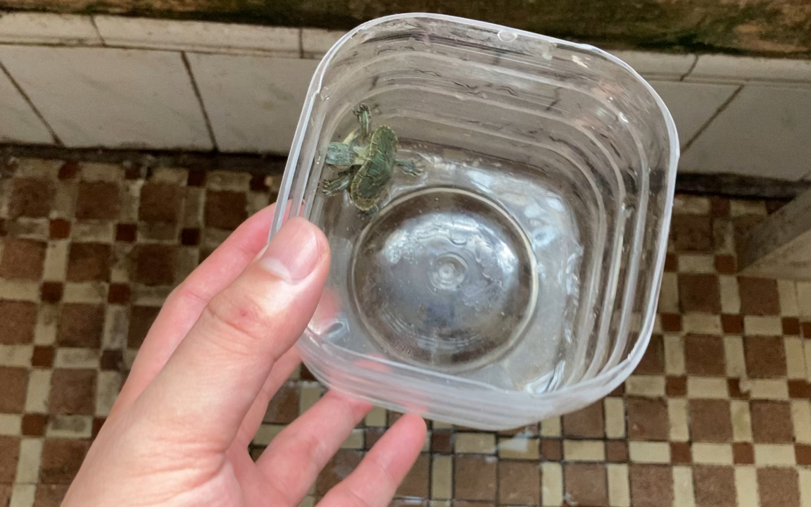 小乌龟换水 游泳一会儿