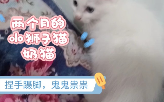 捏手捏脚小奶猫哔哩哔哩bilibili