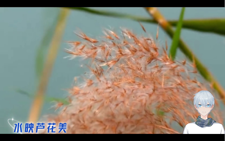 [图]水映芦花美