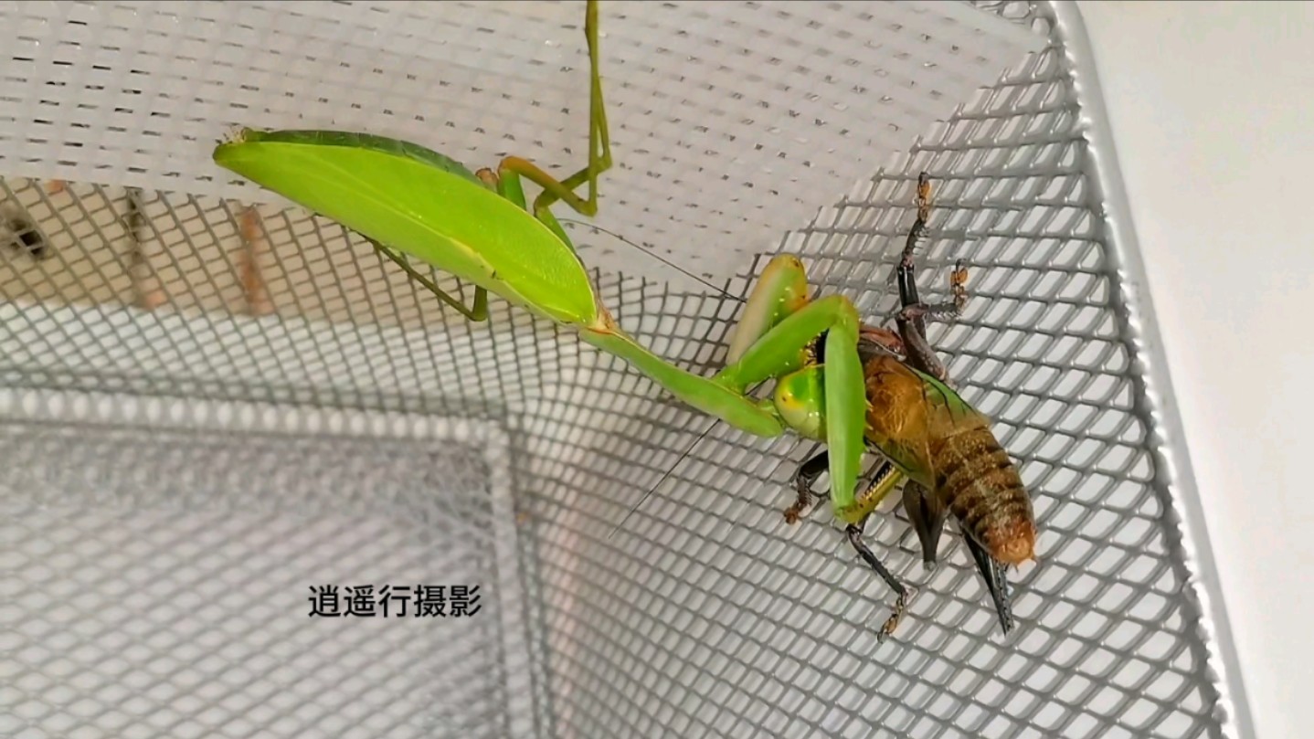 中华斧螳,虽然体长不算长,一般9厘米就算很大个体了,但宽硕粗壮有力