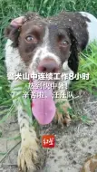 下载视频: 警犬山中连续工作8小时 热到快中暑！辛苦啦，汪汪队