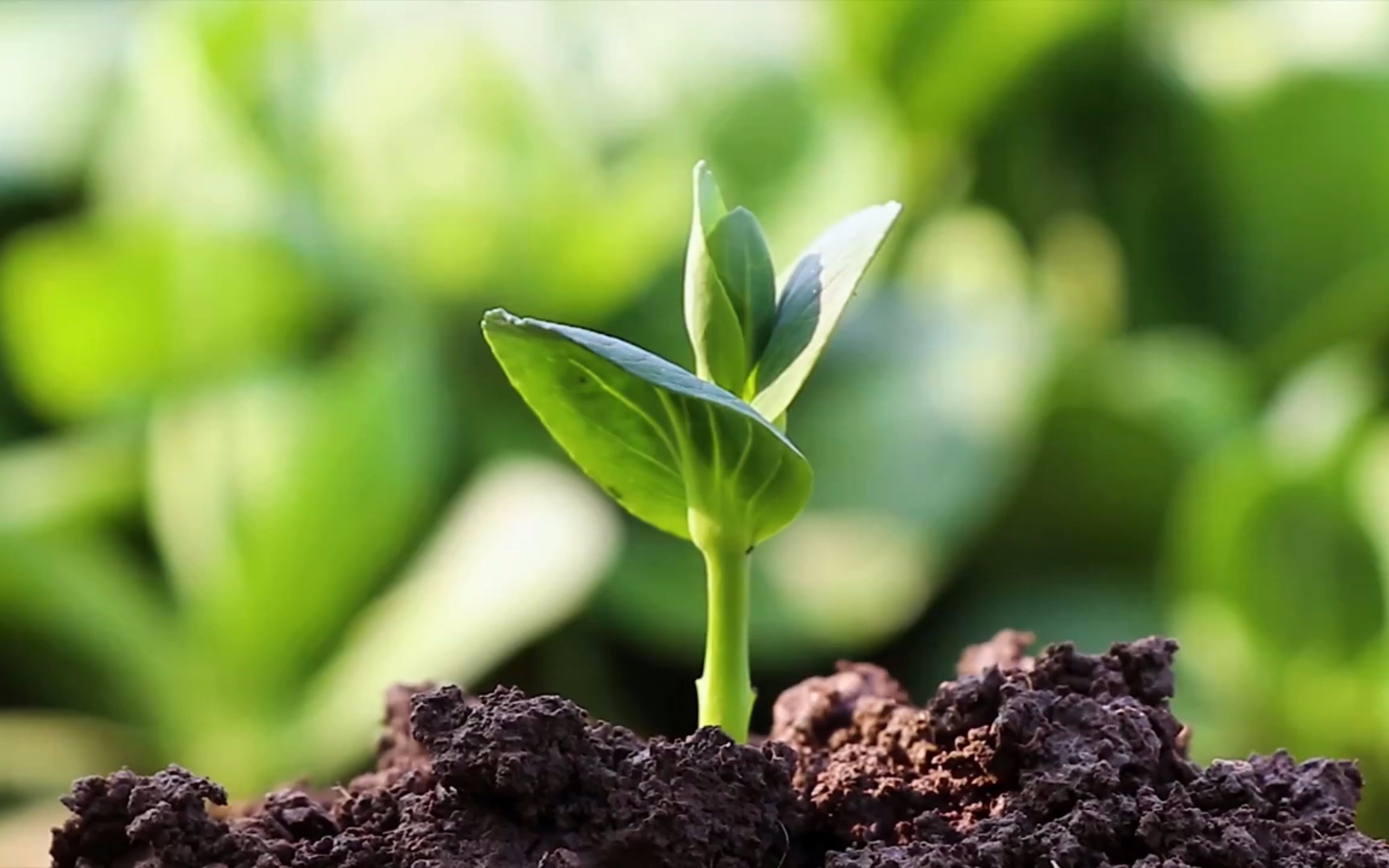 爱而不得?也许是前世的祈祷和重现 | 我们为何轮转