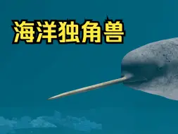 Tải video: 海洋独角兽，长角只是它的牙齿！