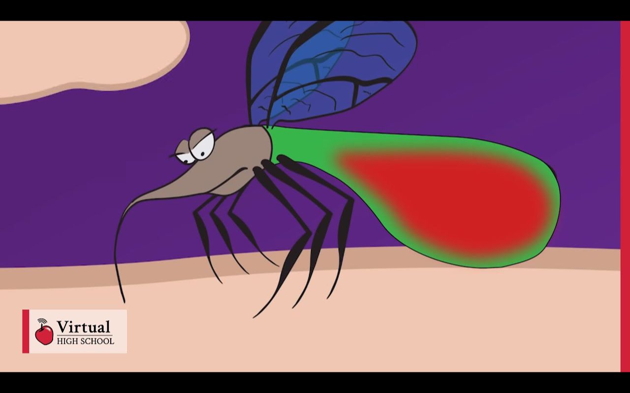 蚊虫叮咬的机制 mechanism of a mosquito bite_哔哩哔哩_bilibili