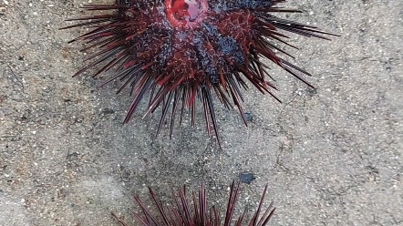 大连星海湾星海新天地黑海胆新鲜出海 勇哥威武