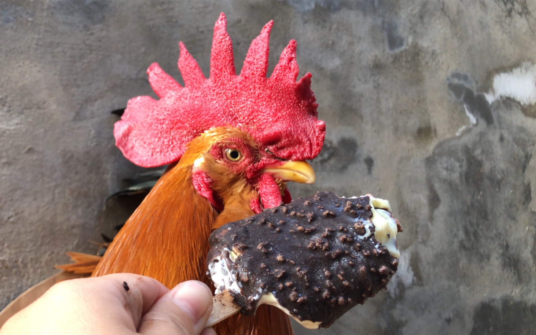 公鸡被小男孩的雪糕馋哭了