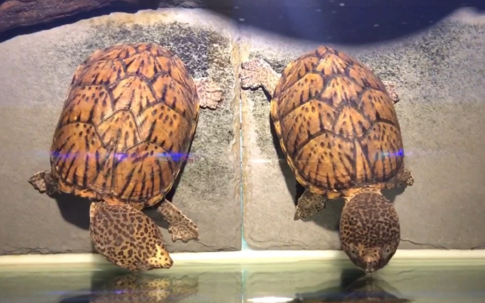 巨头龟成年图片