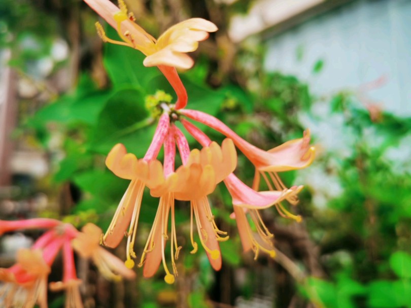 秋摄日记:花瓣雨珠缀秋色,五花争艳,大理菊兰共舞美.哔哩哔哩bilibili