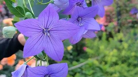 天蓝色的桔梗花 种一次年年开花 哔哩哔哩 天蓝色的桔梗花 种一次年年开花 哔哩哔哩