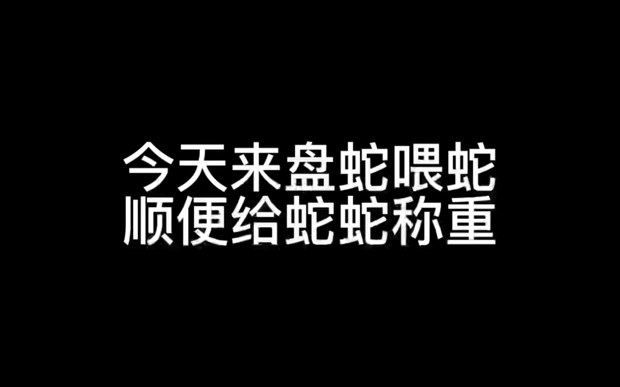 玉米蛇称重 问题解答哔哩哔哩bilibili