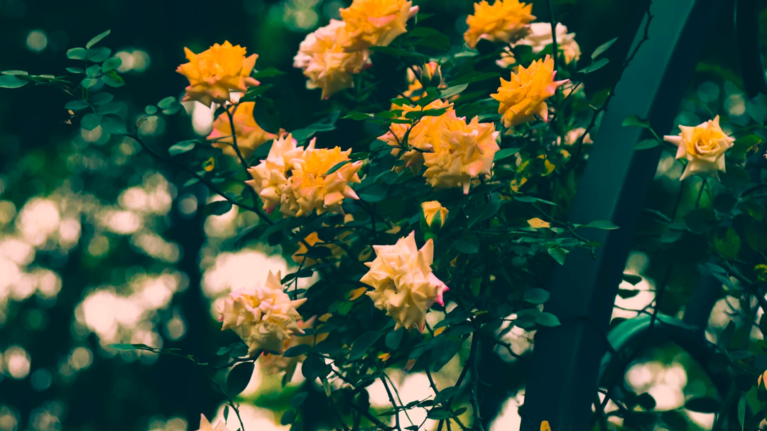 我是直男吗 我喜欢花吗