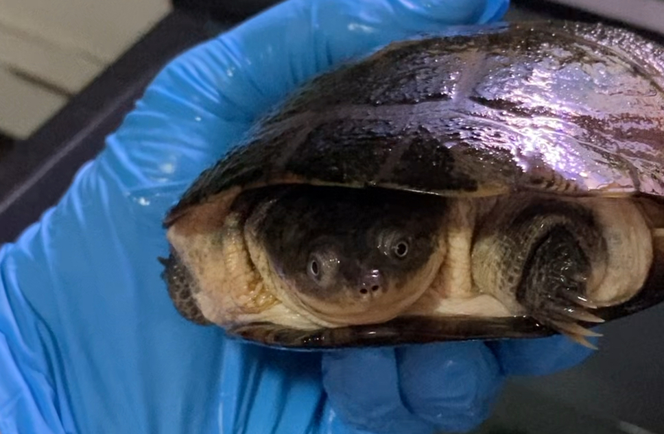 介绍一下家里龟龟(沼泽侧颈龟)啊蕉