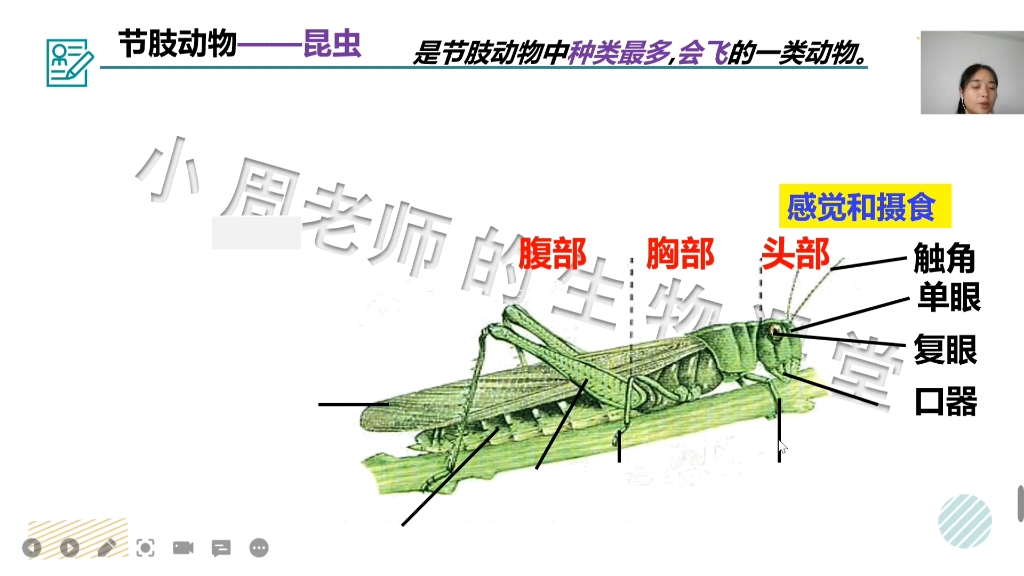 节肢动物重难点三:蝗虫的形态结构特征,内容比较多且非常重要,你记住了吗?#初中生物 #节肢动物 #蝗虫哔哩哔哩bilibili