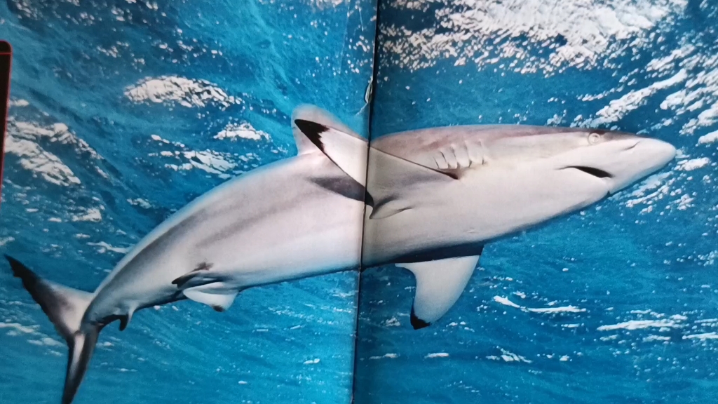 靠"听力"觅食——镰状真鲨