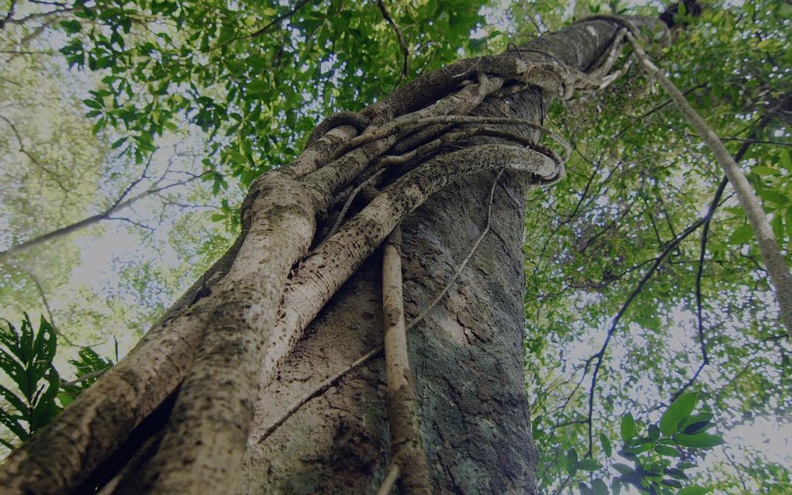 [图]植物之间的“绞杀现象”，为了夺取营养，榕树竟会将其他植物杀死！