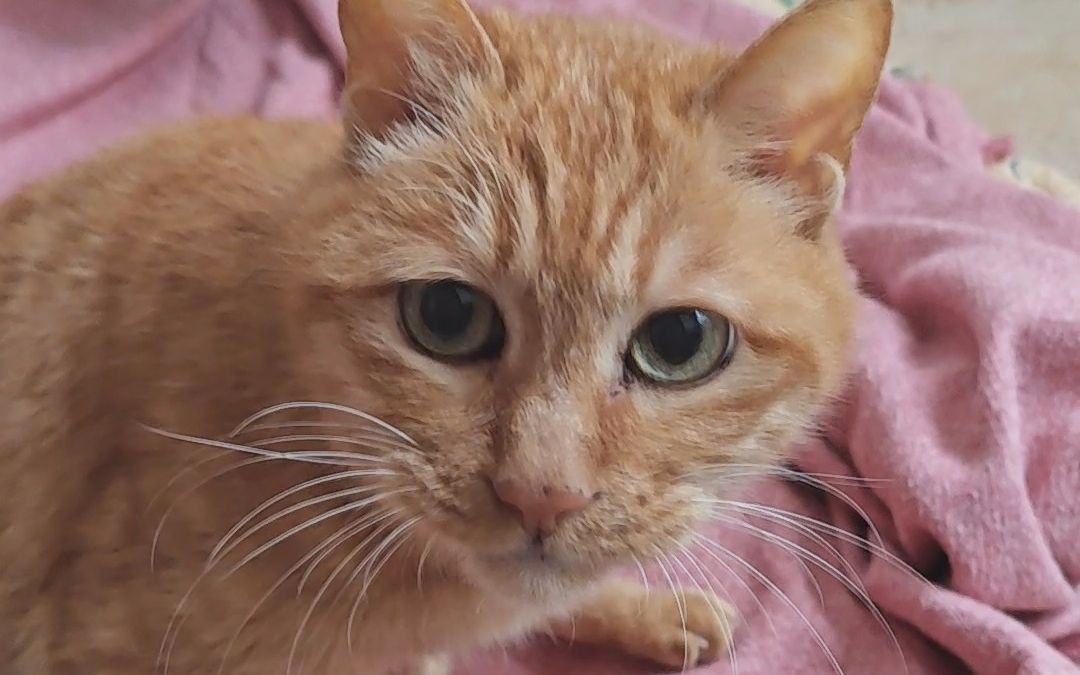 15岁橘猫的叫声是什么样的?