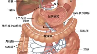 Скачать видео: 腹部脏器局部图图片