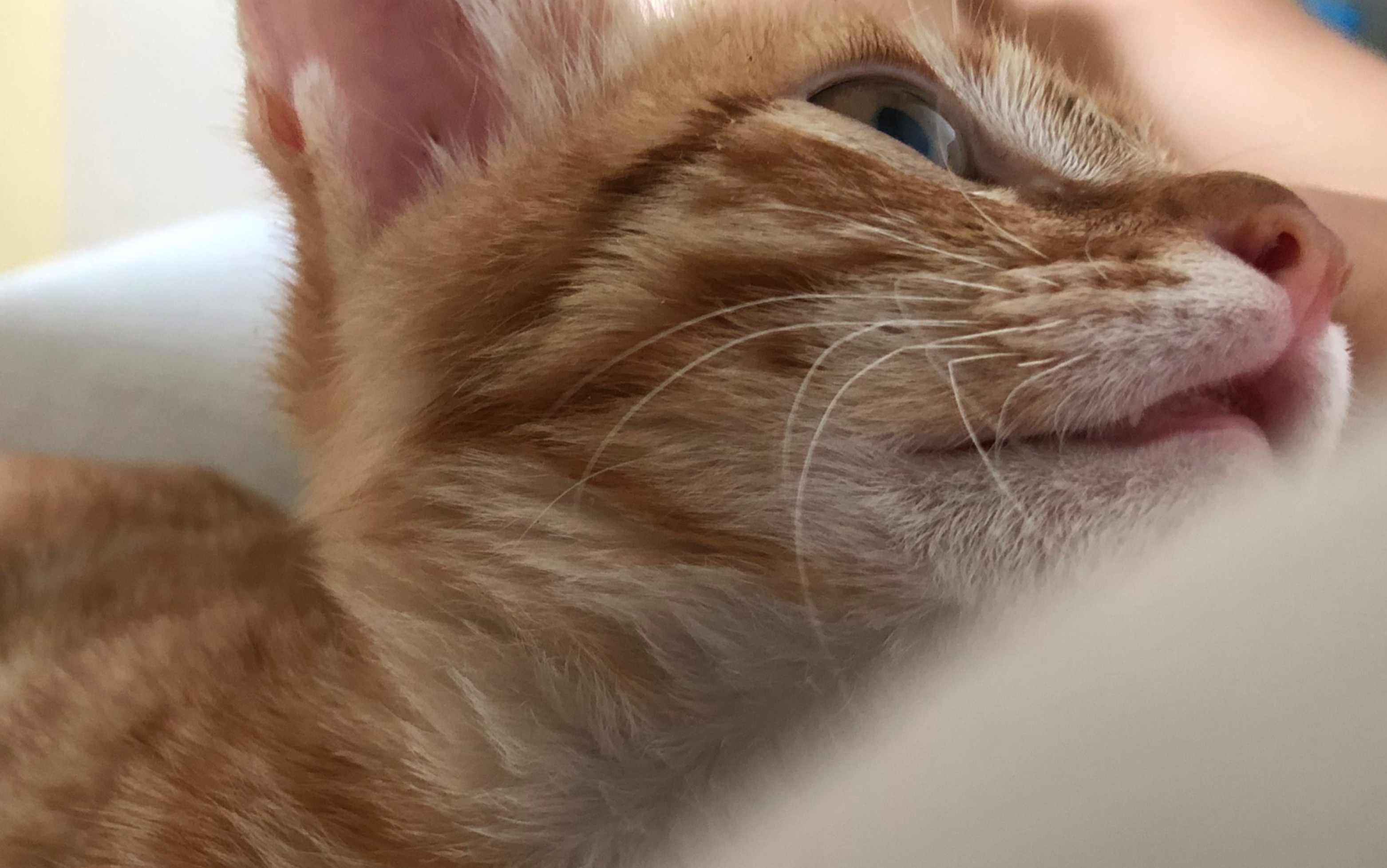 一位紫毛骑士路过