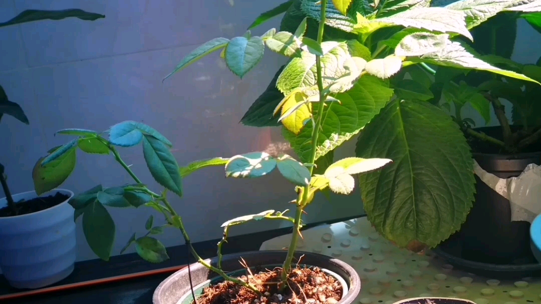 批发月季小苗价格