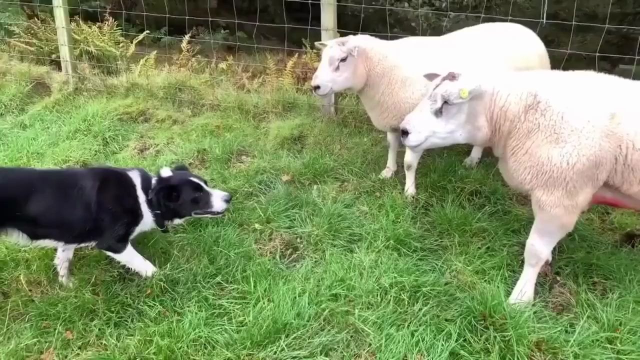 血脉压制吗小牧羊犬赶羊