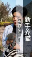 Download Video: 豹猫多少钱一只?好价的豹猫上哪找？豹猫的价格是多少？（B802）