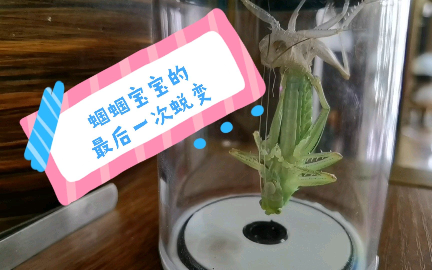 活动作品鸣虫蜕皮蝈蝈若虫最后一次蜕变