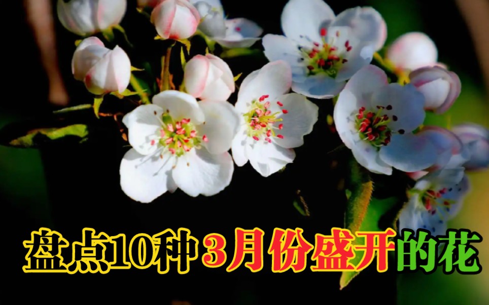 盘点10种3月份盛开的花,你爱花吗?你知道都有哪些吗?哔哩哔哩bilibili