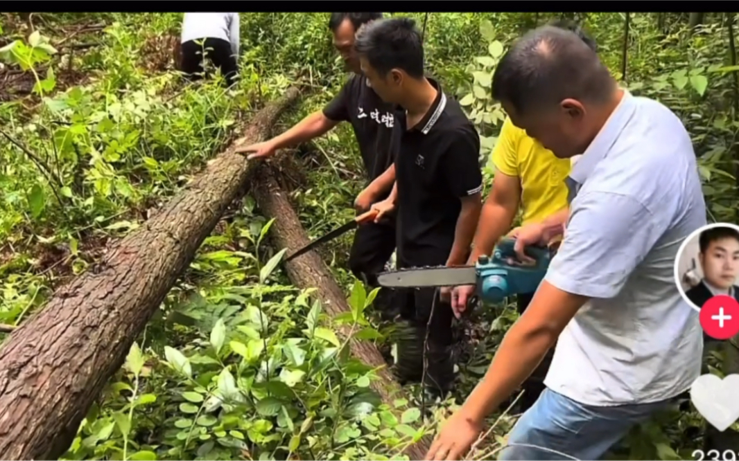 畜心园娄小青带领劳工到山里乱砍乱伐 为畜心园建木屋哔哩哔哩bilibili