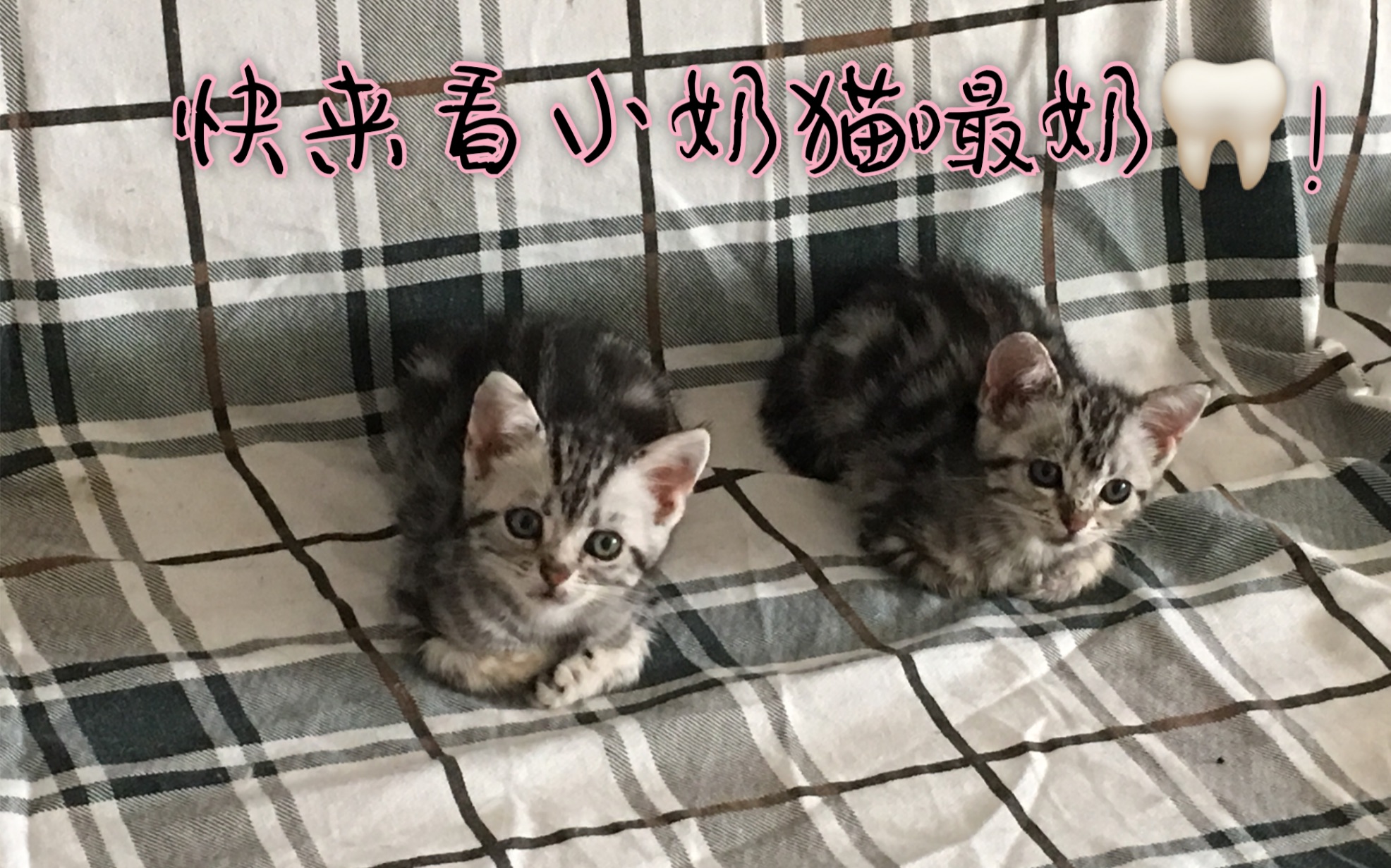 两个月大小奶猫在线嘬奶!哔哩哔哩bilibili