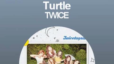 Twice Turtle 中韓字幕 哔哩哔哩 Bilibili