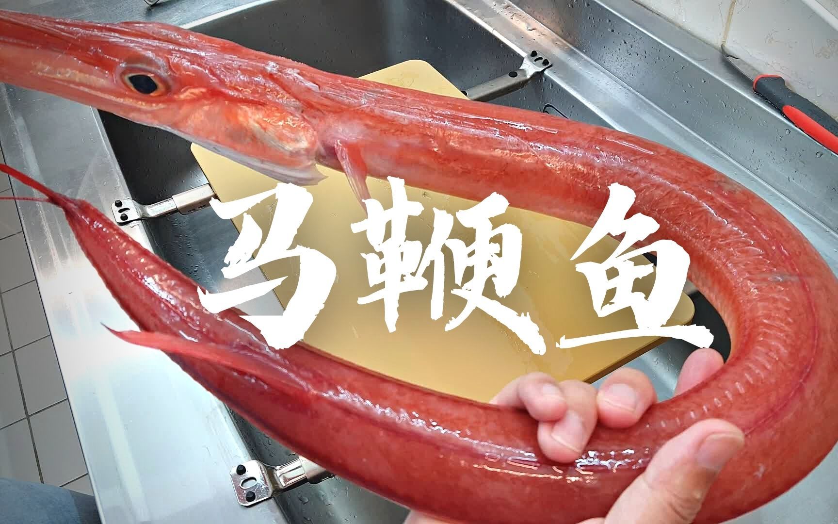 好大的一把枪 马鞭鱼昆布缔四吃.