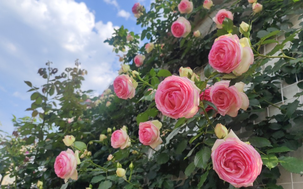 活动作品2022年春天粉龙花墙