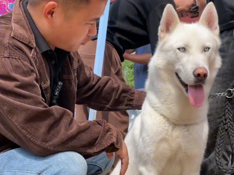 带你们看看网红犬,白色哈士奇你见过吗?哔哩哔哩bilibili