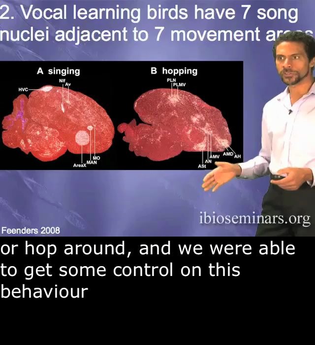 [图]【神经科学公开课】“发音学习”的神经通路（英文字幕）