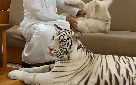 迪拜土豪的宠物太可怕