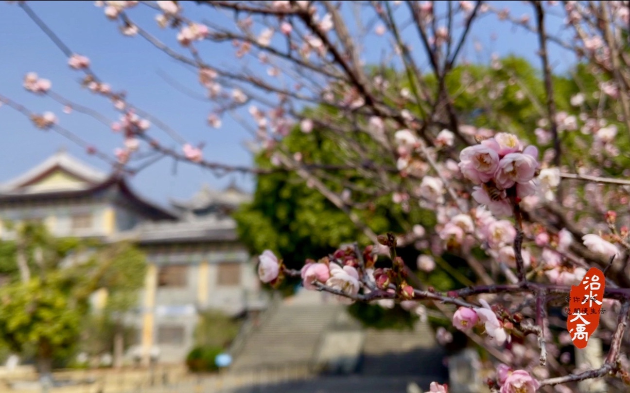 六百年历史的深圳大鹏“东山古寺”|治水大禹的旅行漫记哔哩哔哩bilibili