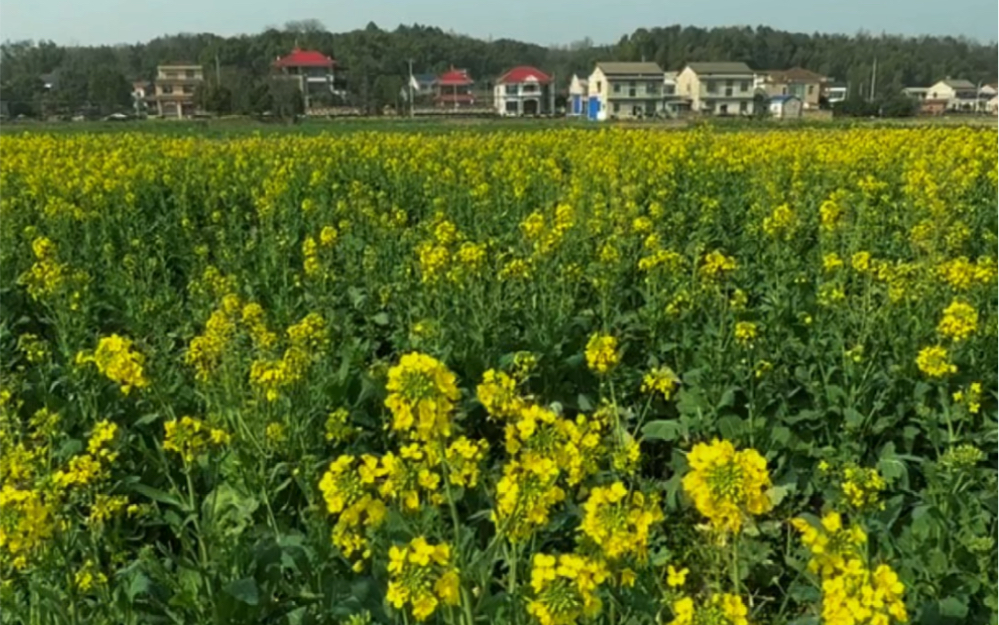 [图]又到油菜花开的季节